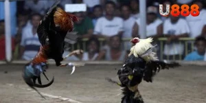 Đá Gà Cựa Dao – Trải Nghiệm Cá Cược Thú Vị Tại Nhà Cái U888