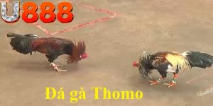 Đá Gà Thomo - Những Thông Tin Từ A - Z Cho Game Thủ Tại U888